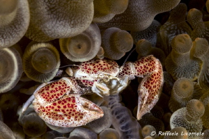 Porcellain crab by Raffaele Livornese 